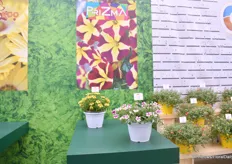 A complete new collection of Lazzeri is PriZma, a collection of petunias, fancy colors, so the final consumer can enjoy something different with these fancy and crazy colors.